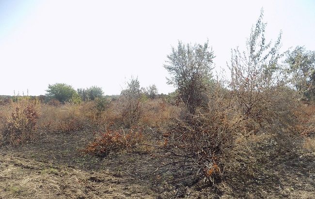 У Одеській області поліція проводить перевірку за фактом займання виноградників