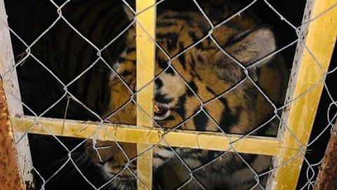 В Киеве бросили шесть тигров: хищников использовали для чудовищной цели