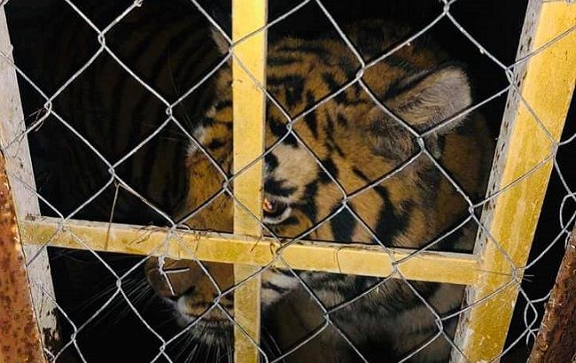 В Киеве бросили шесть тигров: хищников использовали для чудовищной цели