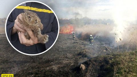Пожар&nbsp;в природном парке под Одессой: в огне погибли уникальные животные и птицы