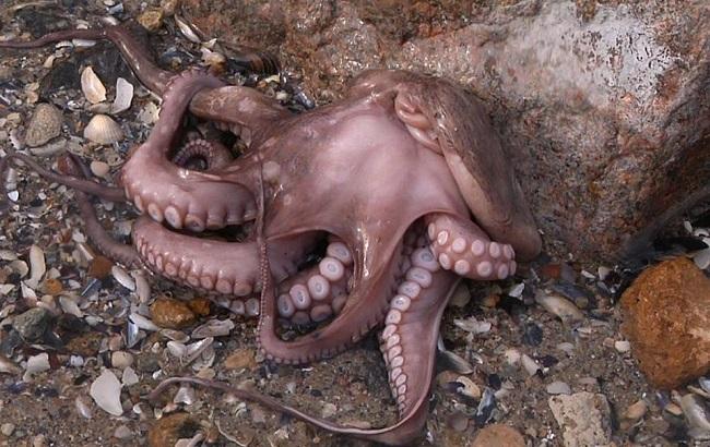 У берегов Одессы заметили непривычных осьминогов