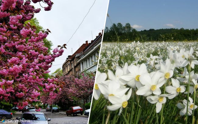 Долины крокусов и нарциссов: самые яркие локации для "цветочных" туров весной