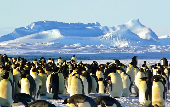 Императорские пингвины могут вымереть к 2100 году: ученые назвали причину