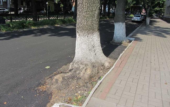 В Полтаве ремонтники закатали деревья в асфальт