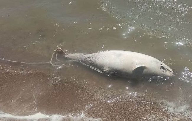 В Мариуполе фиксируют мор дельфинов. Это может свидетельствовать о болезнях в море