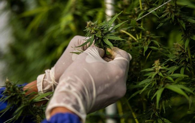 "Легалайз" в Украине. Кто и как сможет использовать коноплю законно