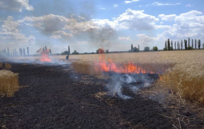Окупанти знищують врожай пшениці у Миколаївській області
