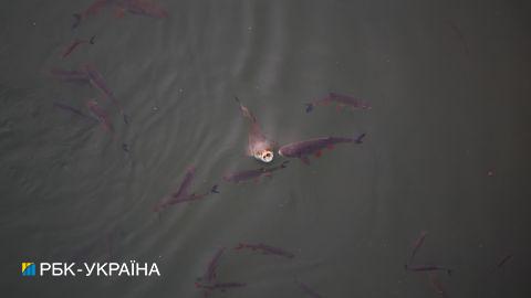 У річці Південний Буг зафіксували мор риби: у чому причина