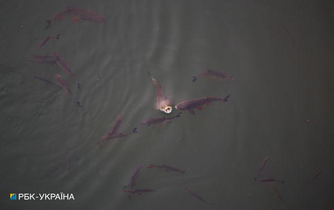 У річці Південний Буг зафіксували мор риби: у чому причина
