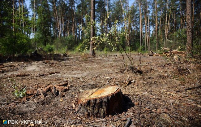 Россияне массово вывозят украинский лес из окраин Мариуполя, - Маляр