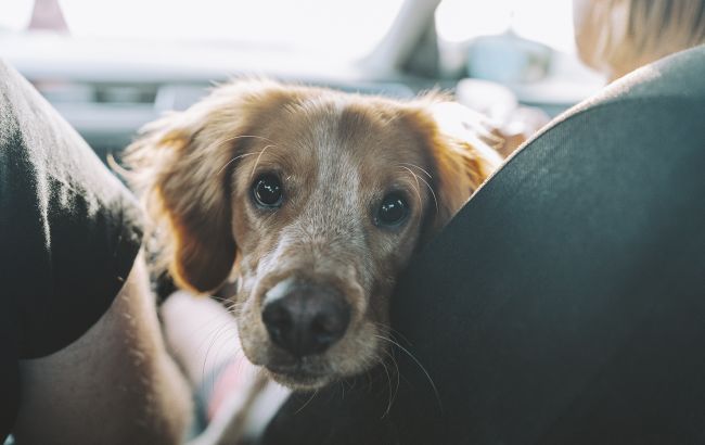 Выезд за границу с домашними питомцами: главные правила для владельцев животных