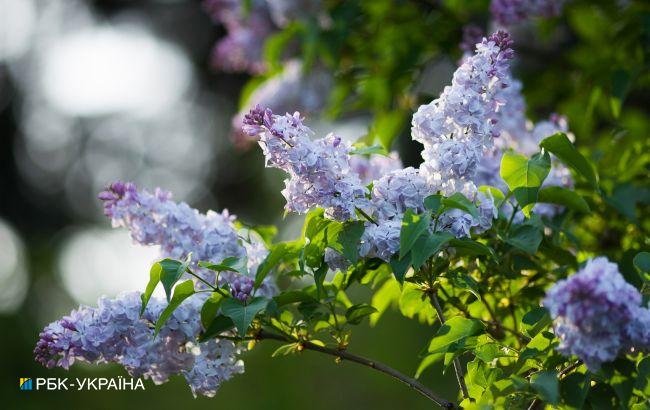 Дожди и небольшое похолодание: прогноз погоды на сегодня