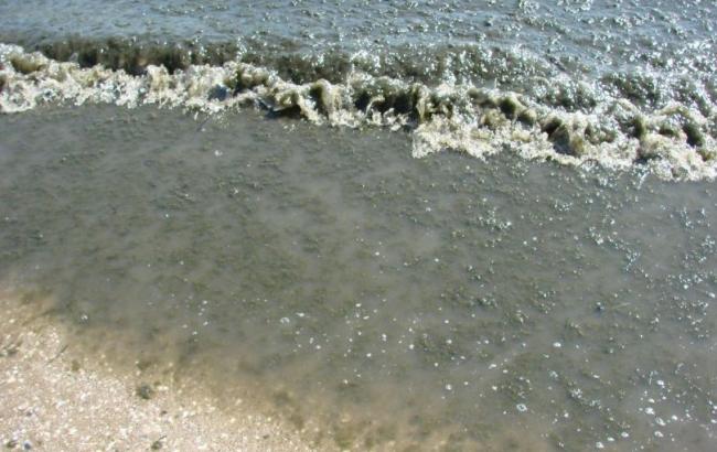 В Одессе Черное море превратилось в "ковер из водорослей"