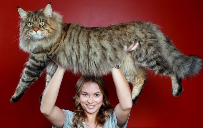 Книга рекордів Гіннеса знайшла найдовшу кішку в світі