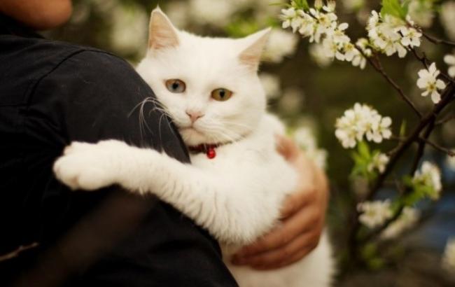 Судный кот: бабушка с внучкой пять лет вели тяжбу за домашнее животное