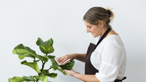 Чем протирать листья комнатных растений для блеска: названо копеечное средство