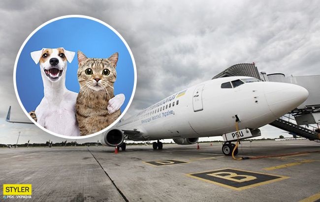 МАУ приготувала для своїх пасажирів приємний сюрприз: про що мова