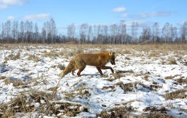 Вчені розповіли, що відбувається з природою в Чорнобилі