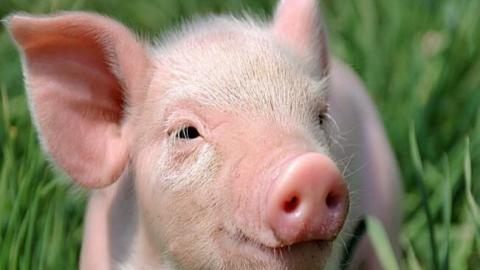 Спалахи АЧС зафіксовано у двох областях України