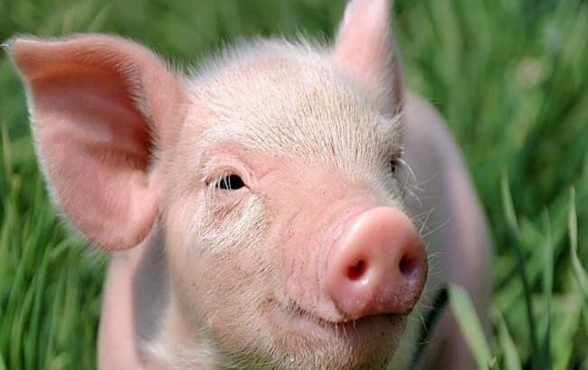 Вспышка чумы свиней зарегистрирована в Кировоградской области