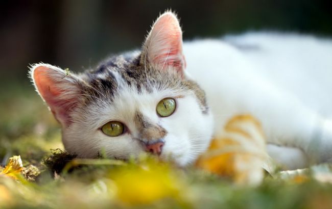 Погода на сегодня: в Украине без осадков, температура до +27