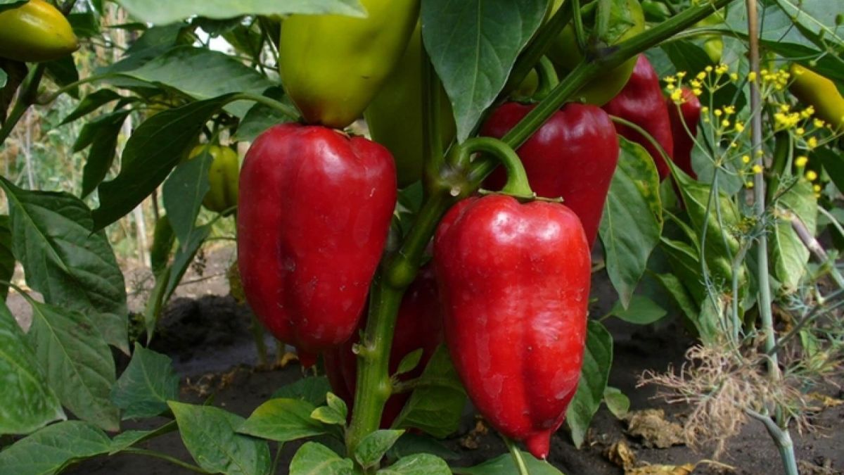 Чем подкормить перцы - советы для урожая