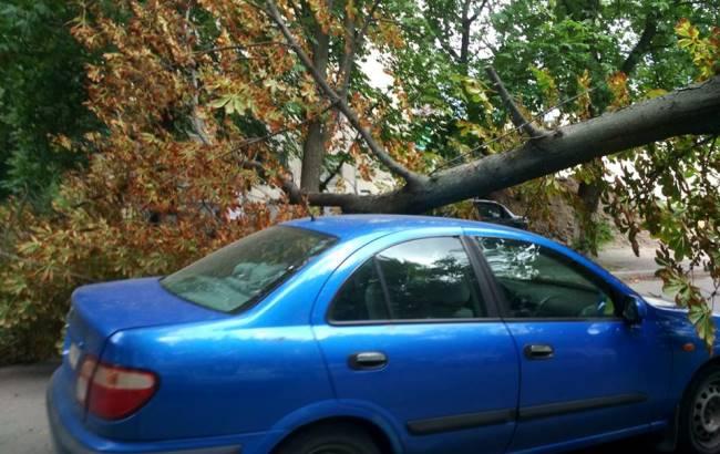 В Киеве на автомобиль рухнуло дерево, оставив его целым