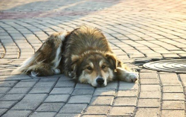 У Київській області чоловік забив до смерті собаку на очах у волонтера
