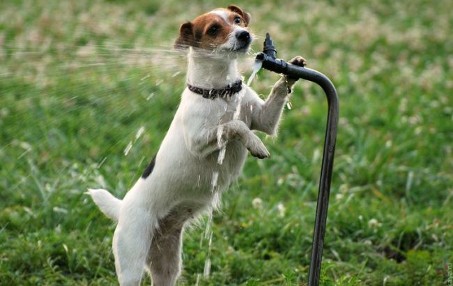 Погода на сьогодні: на більшій частині України без опадів, температура до +37