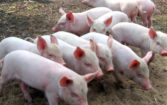 В Полтавской области зафиксирована вспышка АЧС