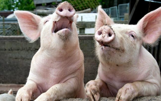 Білорусь тимчасово обмежила постачання свинини з двох областей України через АЧС