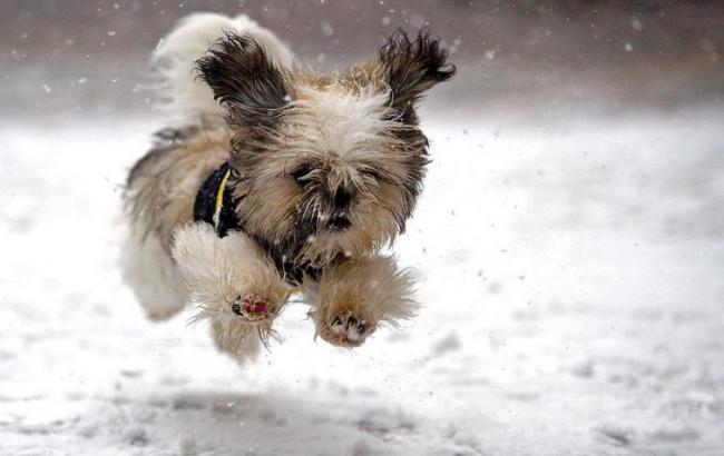 Погода на сьогодні: в Україні сніг, температура опуститься до -14