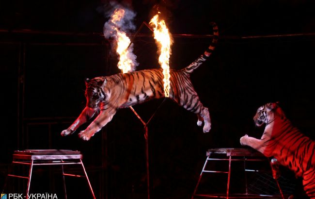 Раді рекомендують передати тварин з цирків у реабілітаційні центри