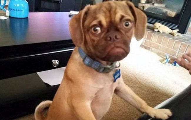 Сердитый Песик стал звездой Интернета