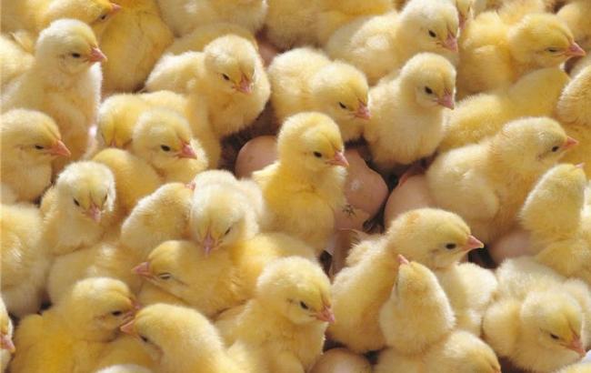 Домохозяйства на Донбассе получат около 7 тыс. цыплят-бройлеров, - ООН