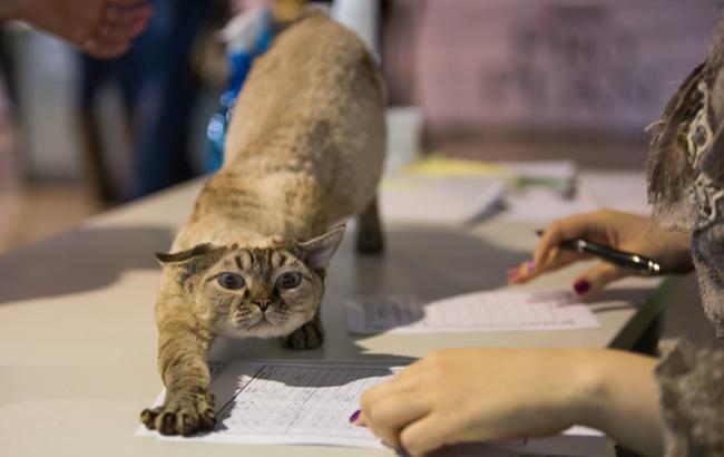 Картинки с выставки: в Киеве выбирали самую красивую кошку