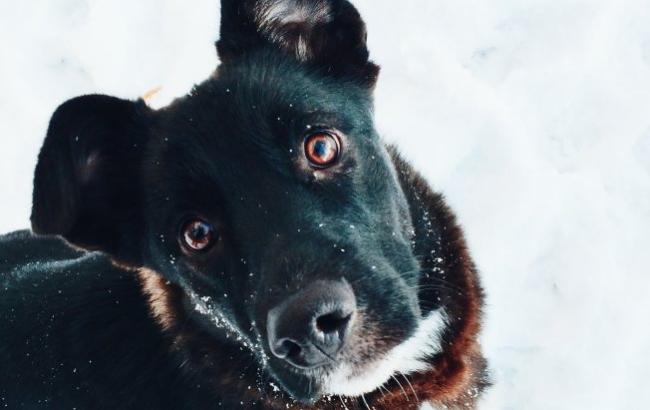 Щенку нужен дом: волонтеры ищут хозяина для маленькой собаки