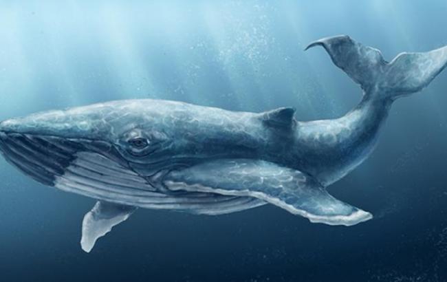 У Сумській області школярка з інтересу пройшла 15 рівнів гри "Синій кит"