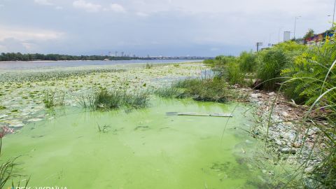Дохлая рыба, дикая вонь: Киевское море позеленело и превращается в болото (видео)