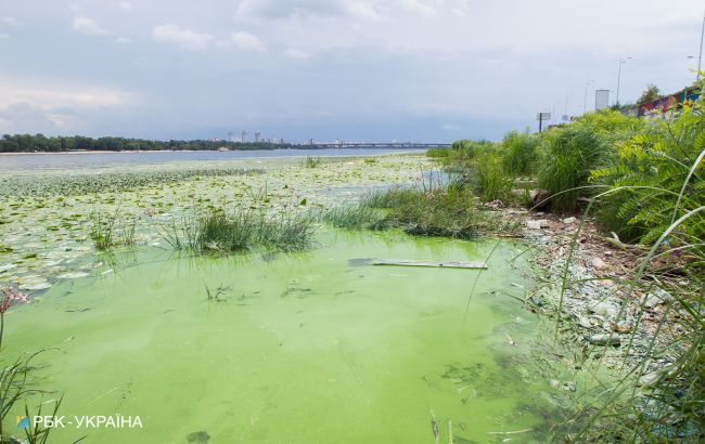 Дохлая рыба, дикая вонь: Киевское море позеленело и превращается в болото (видео)