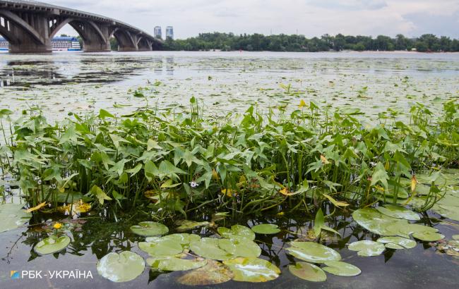 Водоросли в Днепре: рыба гибнет, а купаться опасно для здоровья