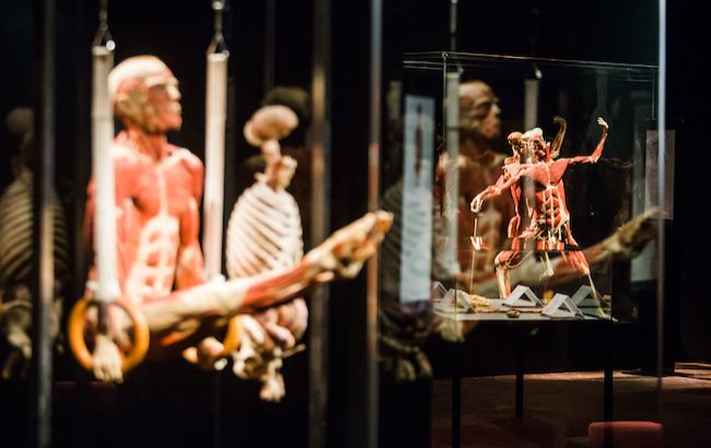 7 причин посетить выставку Body Worlds — "Вселенная тела"