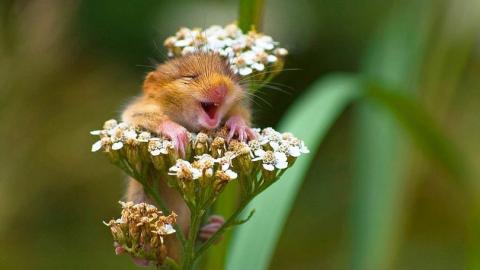 Определены самые смешные животные в 2017 году: уморительные фото