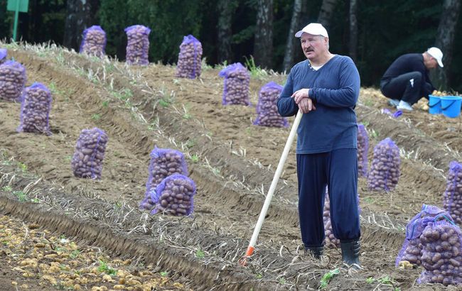 Дефицит картошки в Беларуси: Лукашенко жалуется, а Путин не верит