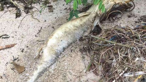 Під Києвом весь берег водосховища засипало мертвою рибою: сотні судаків