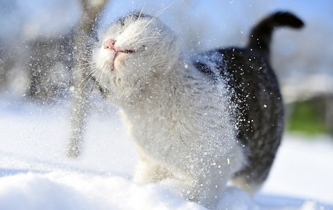 Погода на сегодня: в Украине местами снег, температура до -5&nbsp;