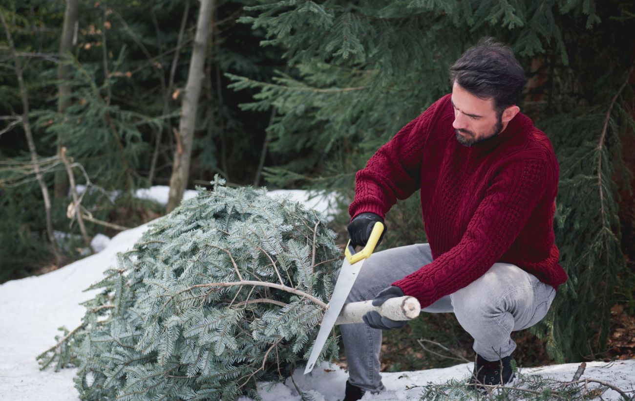 Штраф за ялинку: українцям нагадали, скільки "світить" за незаконний зруб дерева