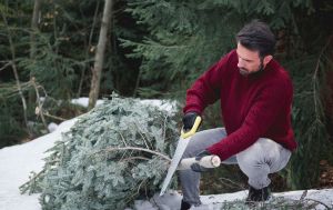 Штраф за ялинку: українцям нагадали, скільки "світить" за незаконний зруб дерева