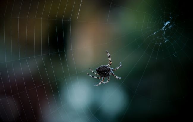 7 способов избавиться от пауков без ловушек и химии
