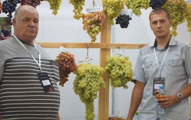 В Николаевской области вырастили рекордную гроздь винограда
